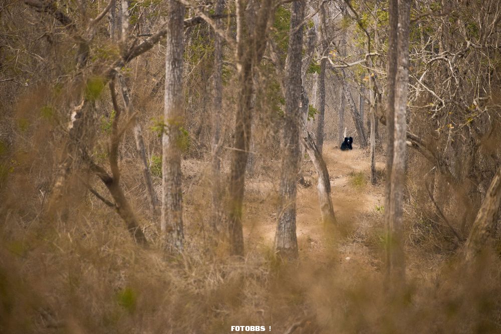 2_Runner-Up_Wildscape-and-Animals-in-Habitat_Divya-Dwaraknath_NiF2021.jpg