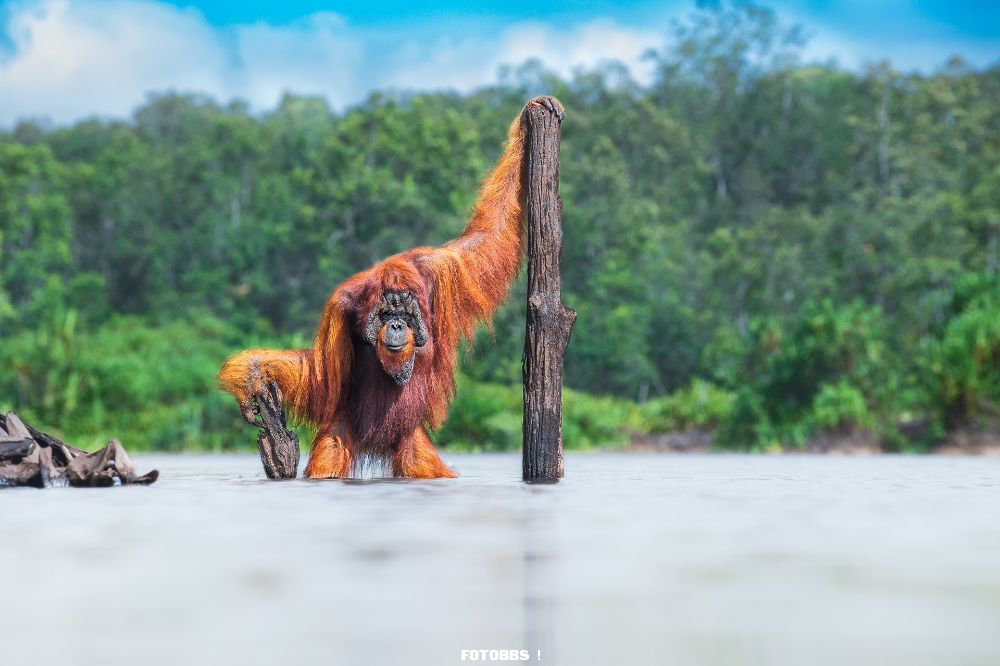 Thomas_Vijayan_Bornean_Orangutan.jpg