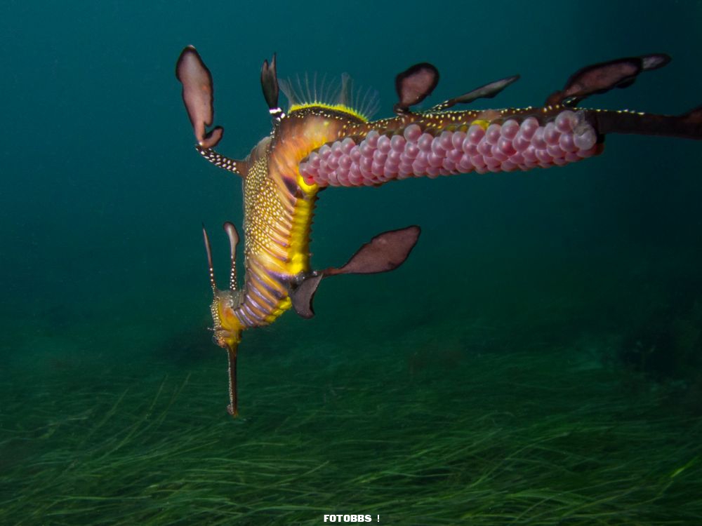 1st-Compact_Behavior_PT__Hirschfield_A_male_Weedy_Seadragon_carries_pink_eggs_on_its_tail.jpg