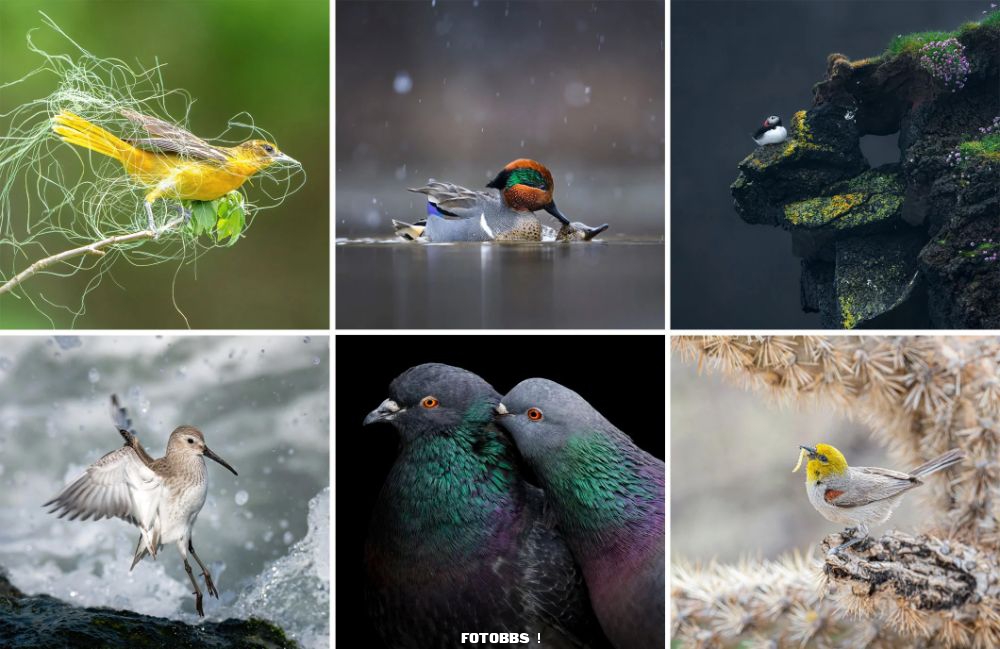 Audubon-2023-photo-contest-winners.jpg